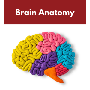 Brain Anatomy